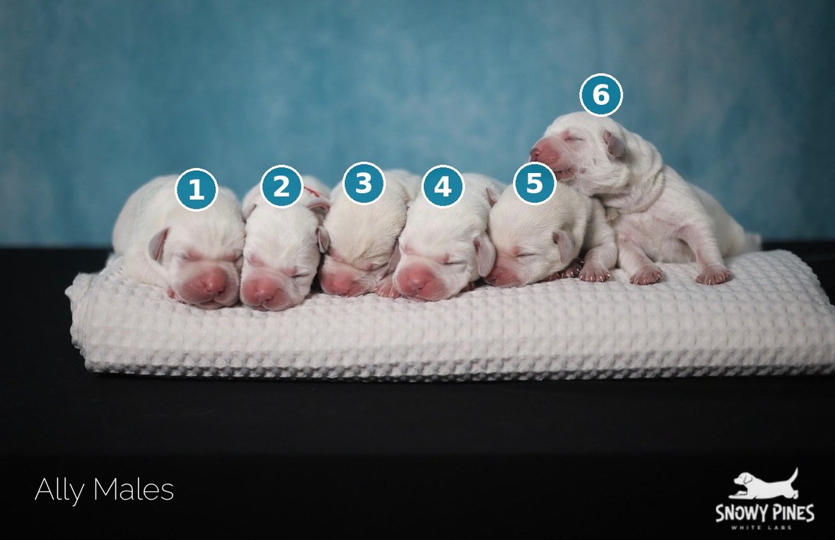 The litter of six white Lab puppies — one of them is Theo