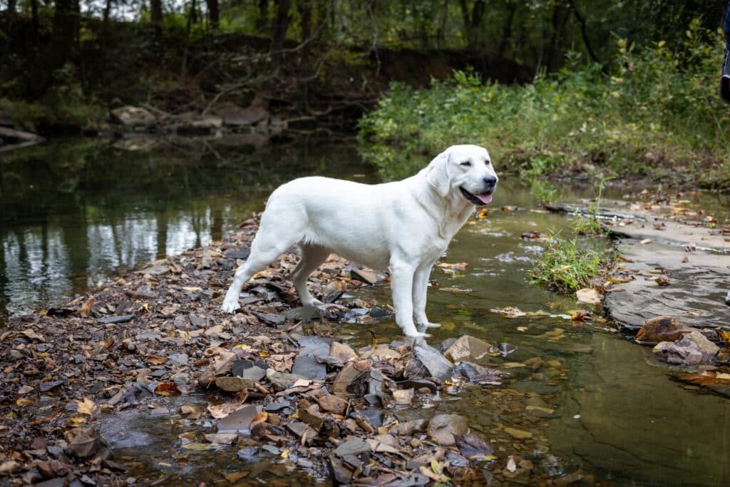 Ally, Theo's dam — a pure white English Labrador standing in a creek